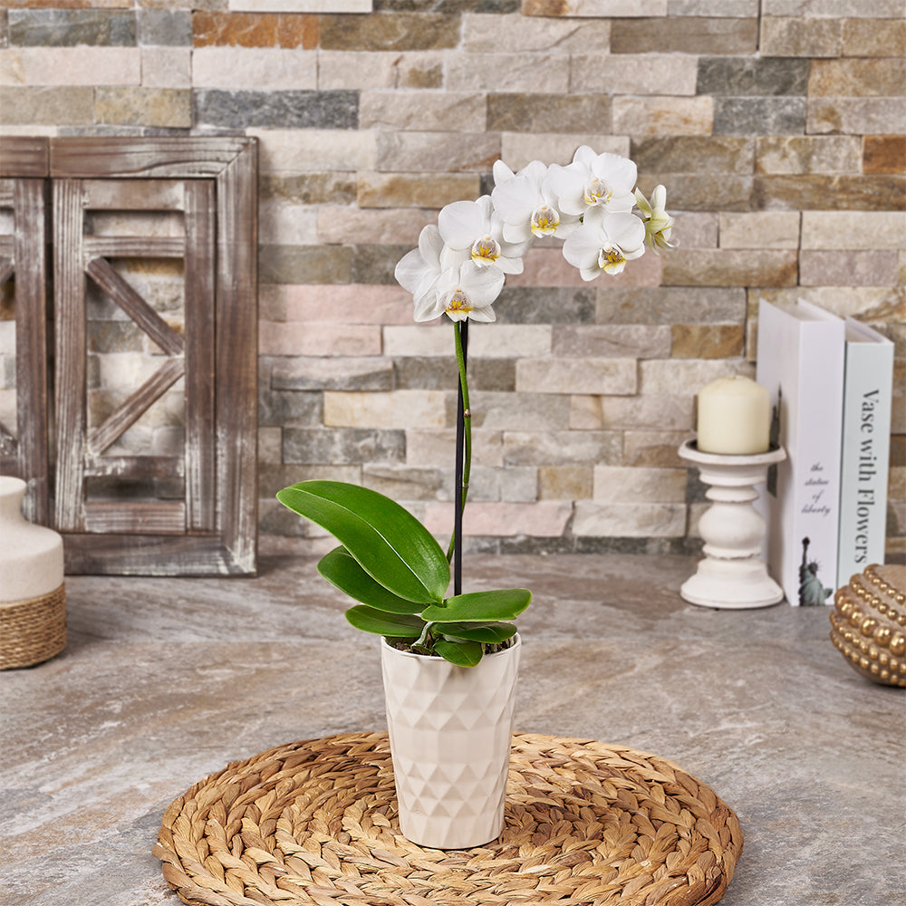 Orchid Plant in Narrow Pot – how the gift is presented