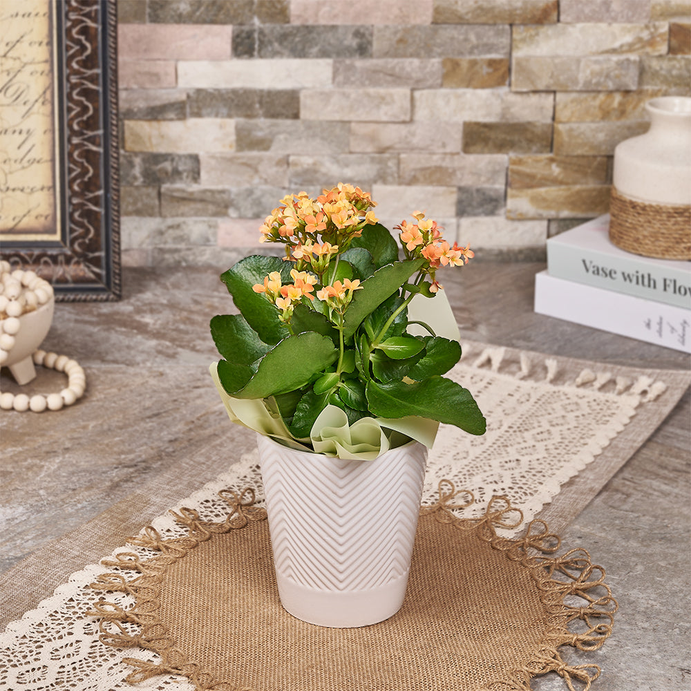 Assorted Color Kalanchoe Plant – how the gift is presented