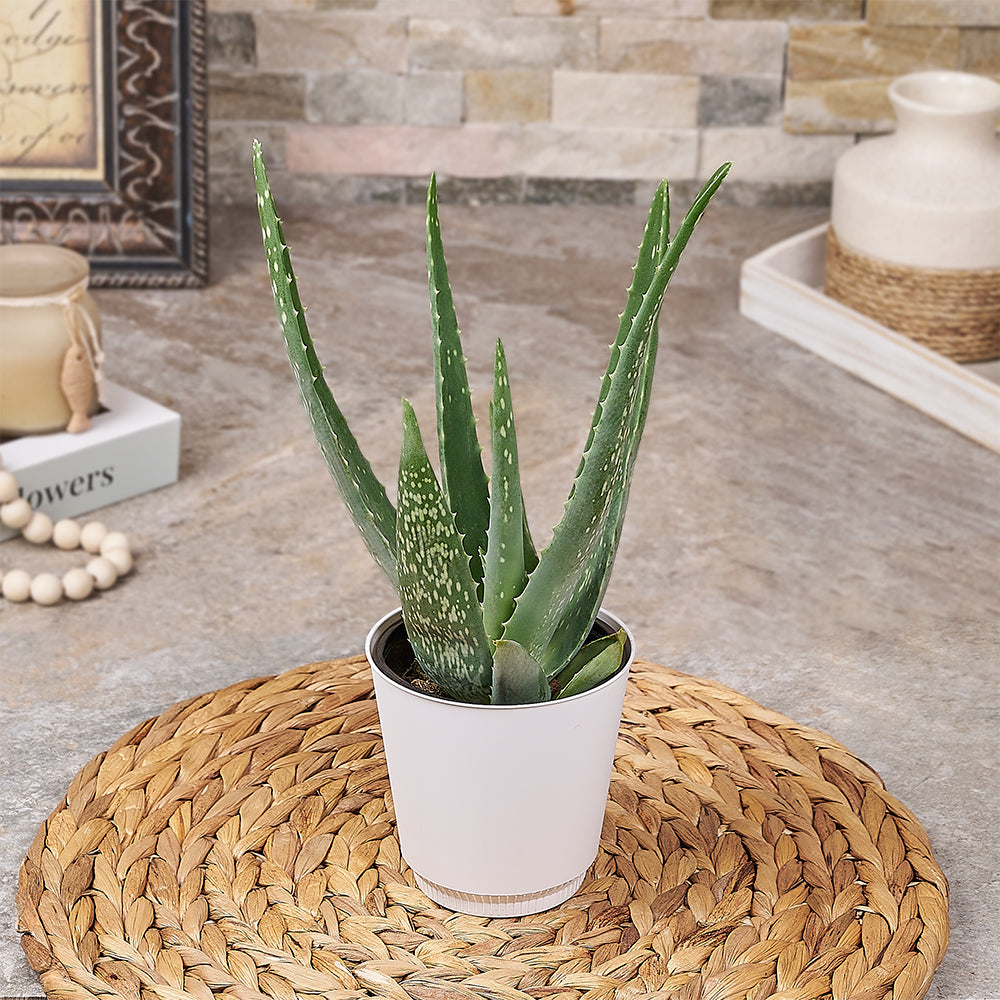 Hello Aloe Potted Plant, plant gift, plant, succulent gift, succulent, aloe vera gift, aloe vera