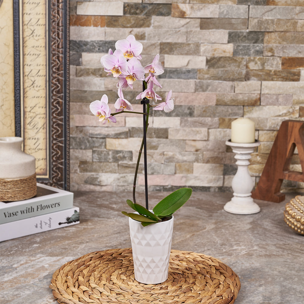 Compact Indoor Pink Phalaenopsis Orchid Plant – how the gift is presented