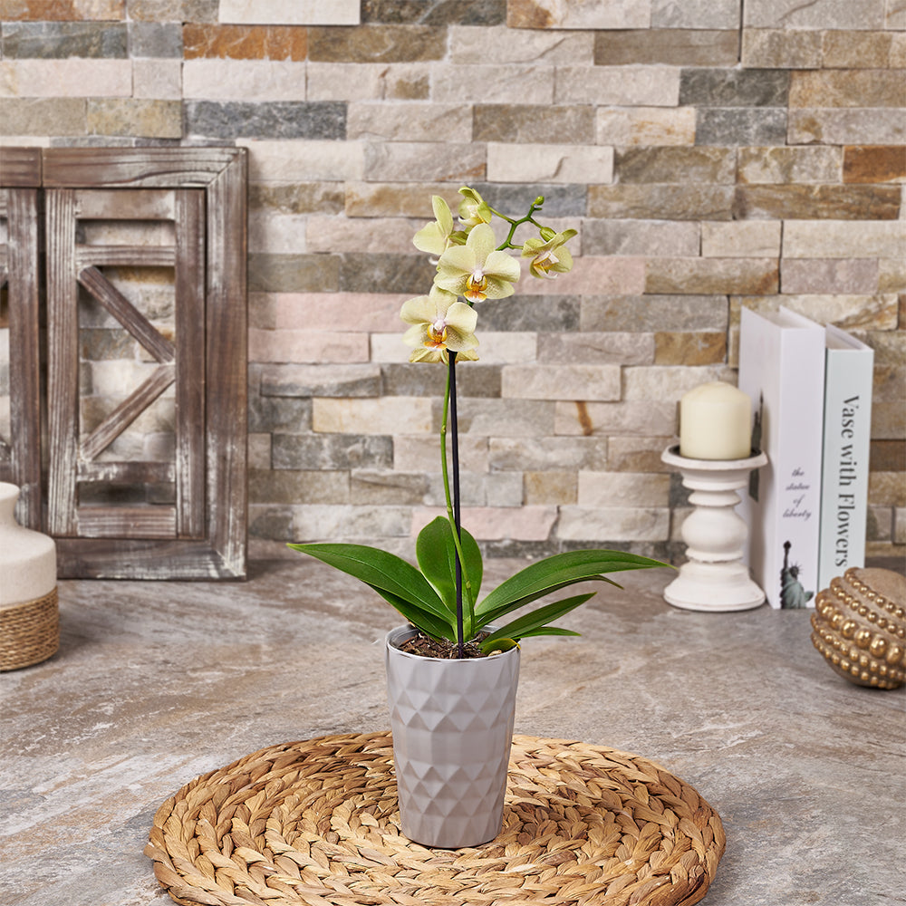 Compact Yellow Orchid Plant – how the gift is presented