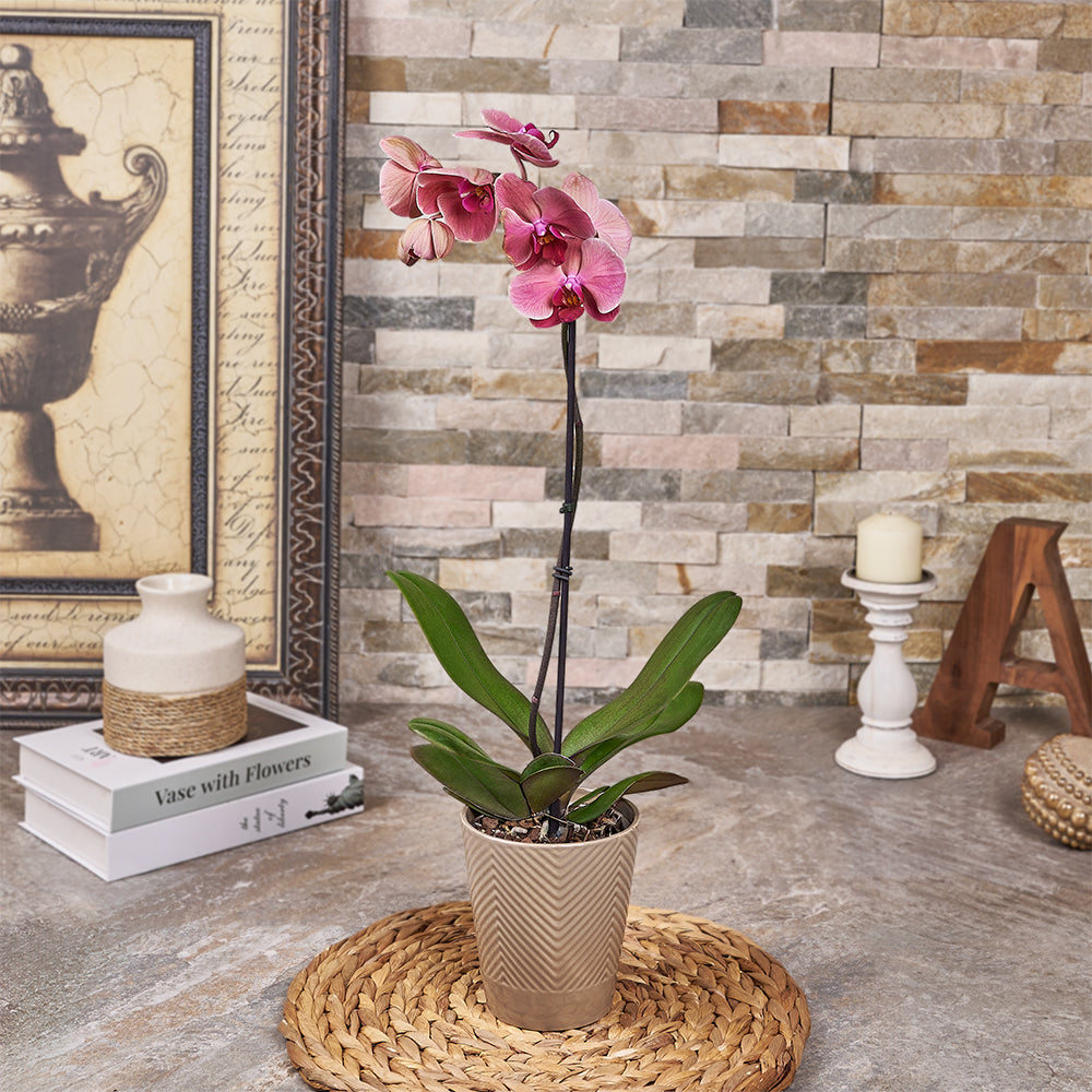 Blooming Pink Orchid Plant – how the gift is presented