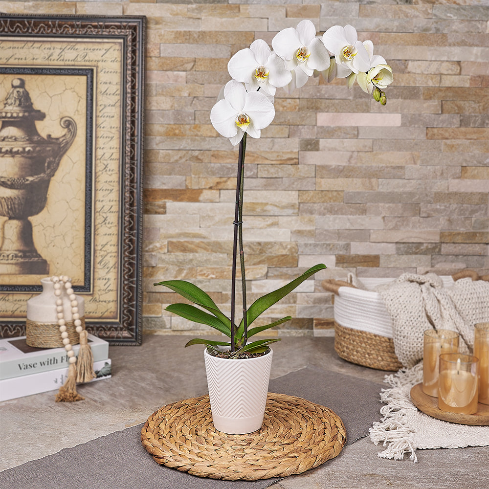 White Orchid Plant, plant gift, plant, orchid gift, orchid