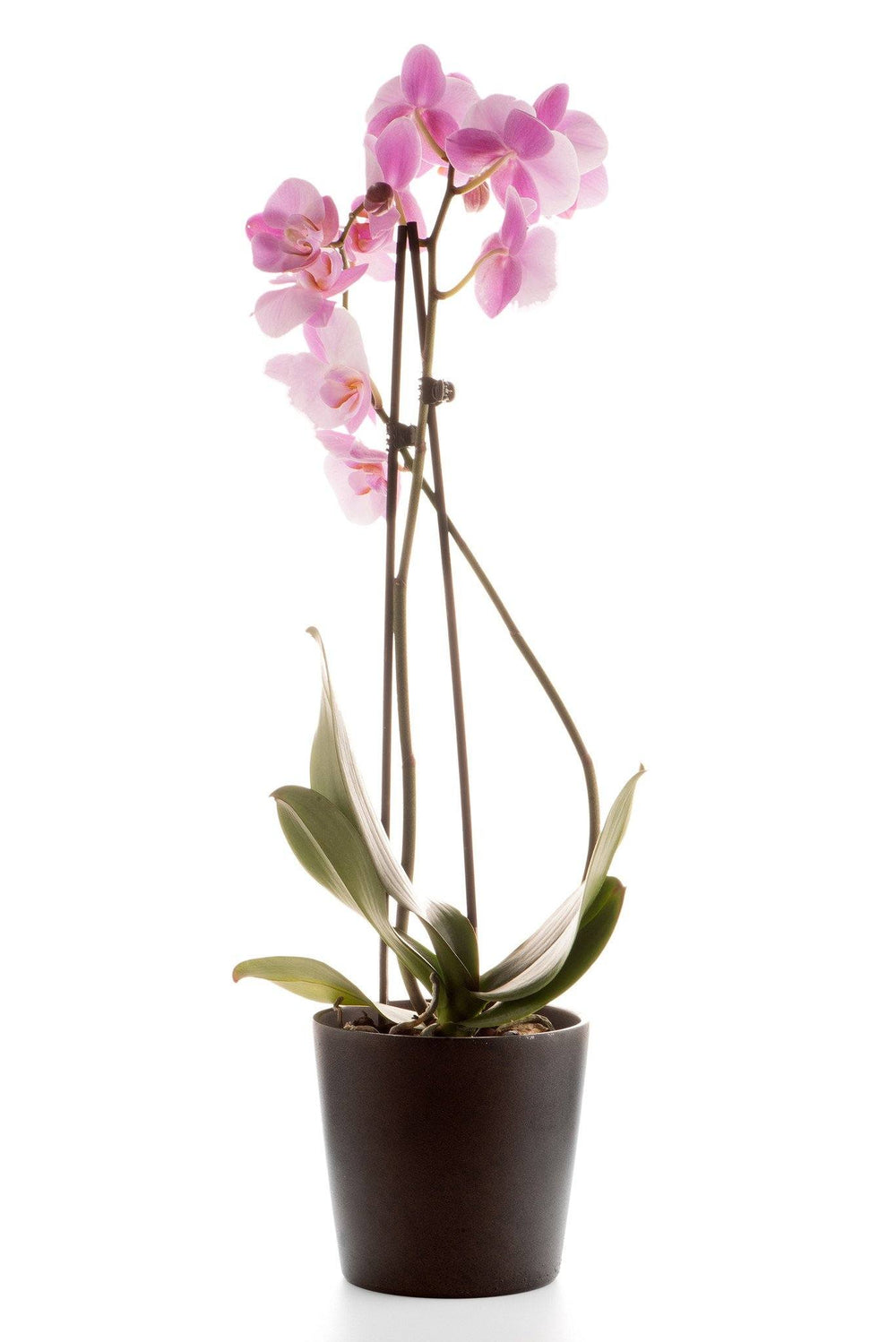 Elegant Pink Orchid Potted Plant – how the gift is presented