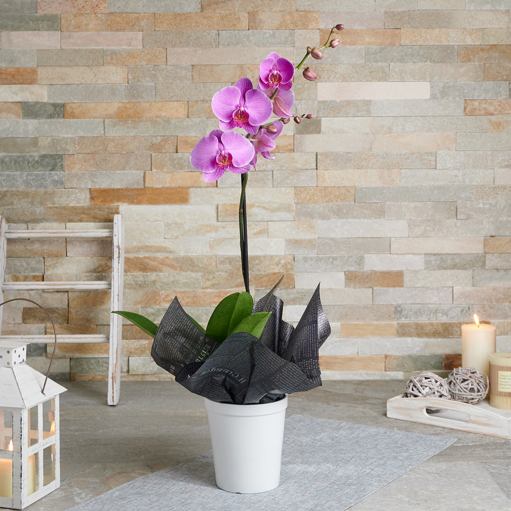The Orchid Serenity Gift, Valentine's Day gifts, orchids
