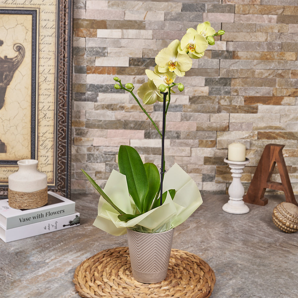 Blooming Yellow Orchid Plant Gift, plant gift, plant, orchid gift, orchid, Canada delivery