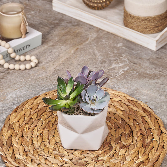 Potted Succulent Trio, plant gift, plant, succulent gift, succulent