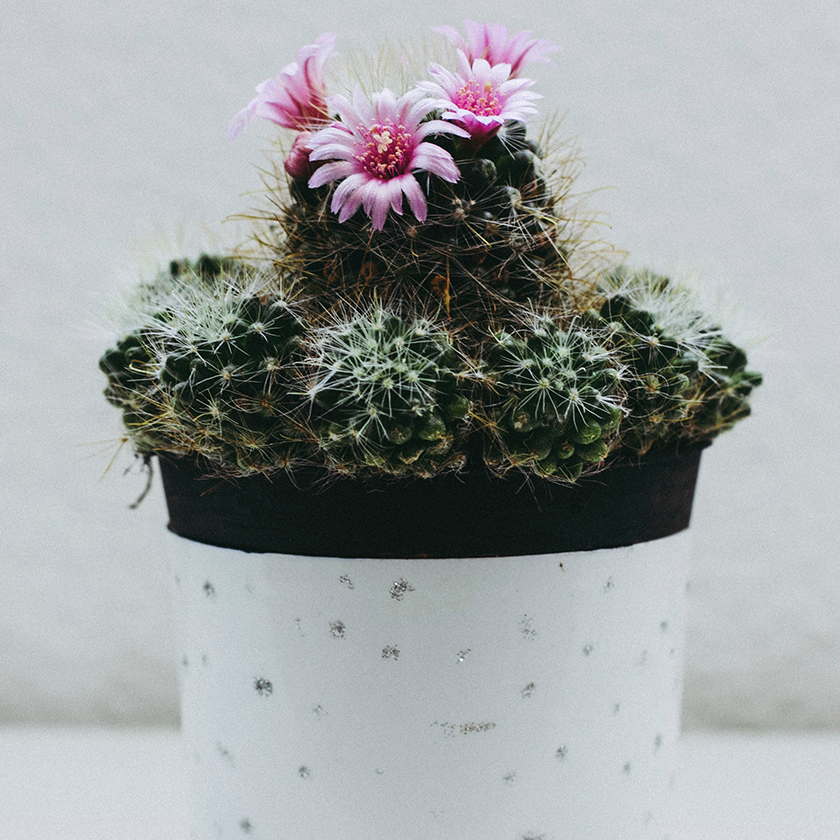 Succulents & Cacti