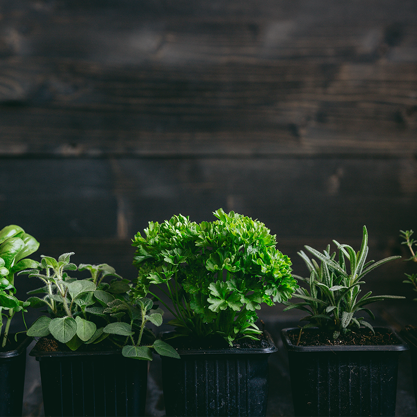 Seasonal Plants