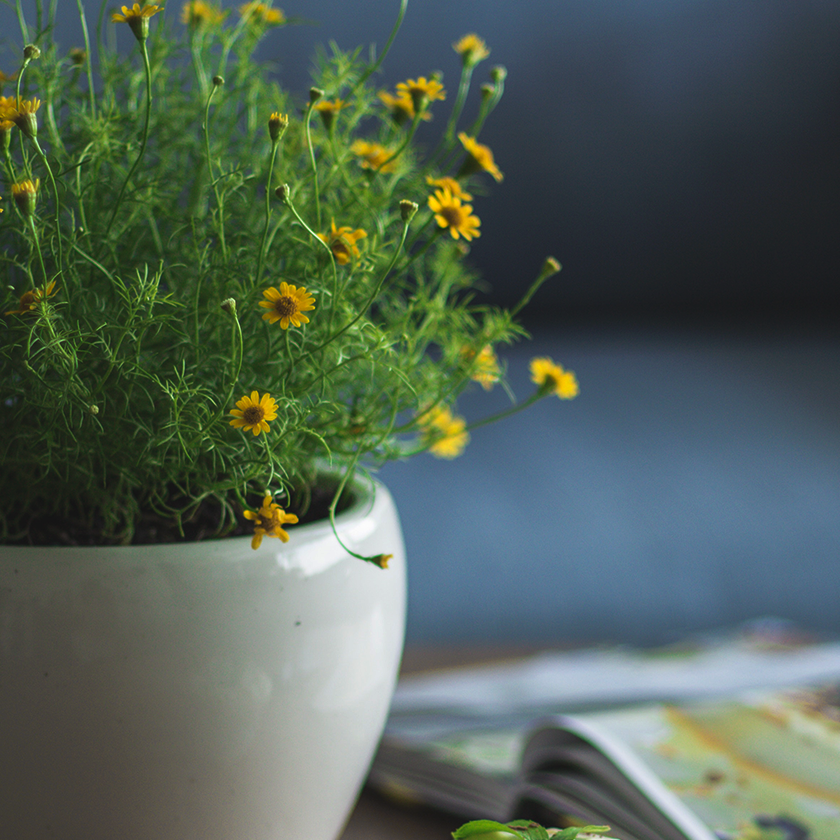 Flowering Plants