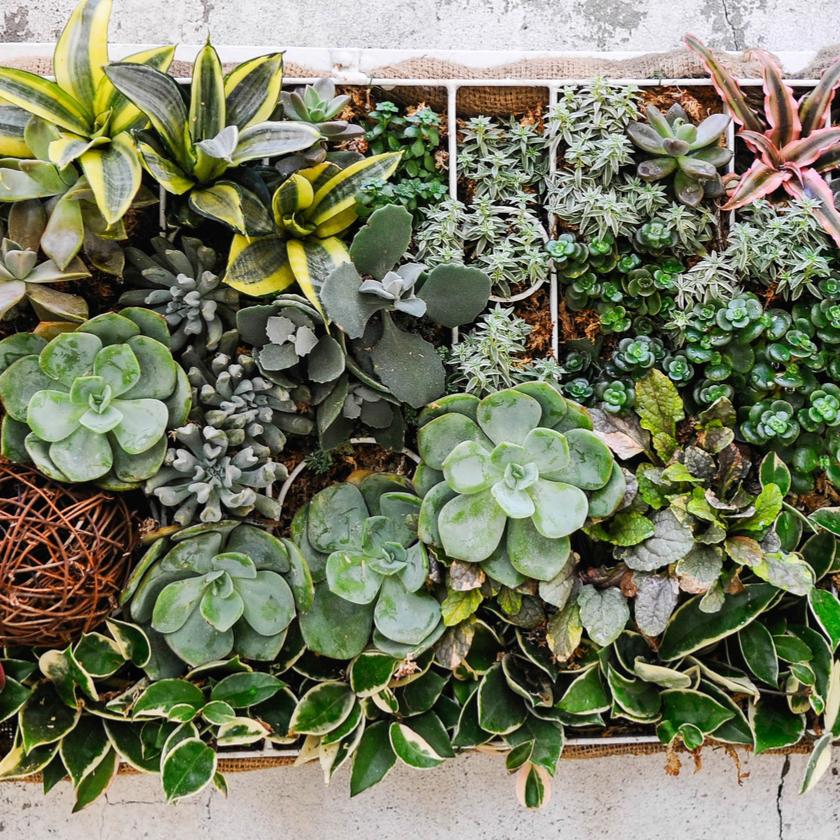 Succulents &amp; Cacti